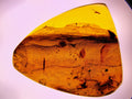 Amber specimen