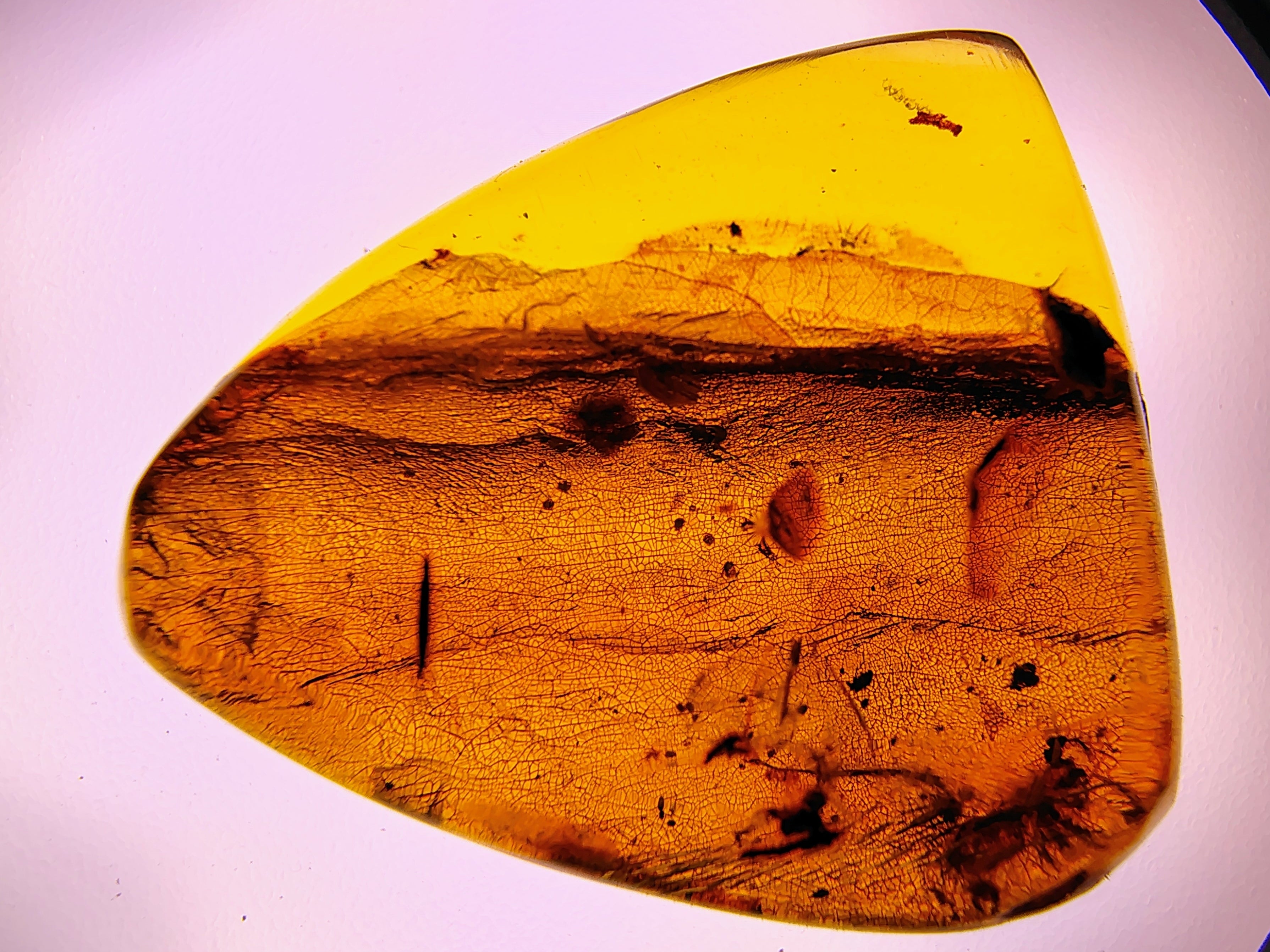 Amber specimen